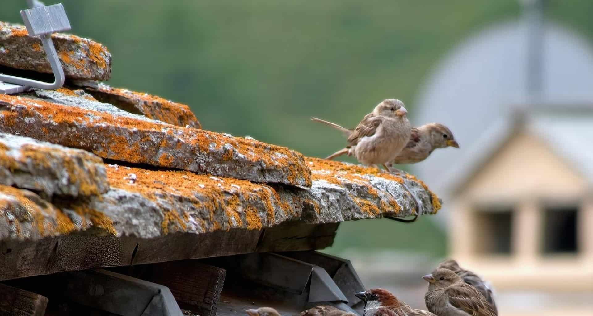 Natuurvriendelijk isoleren