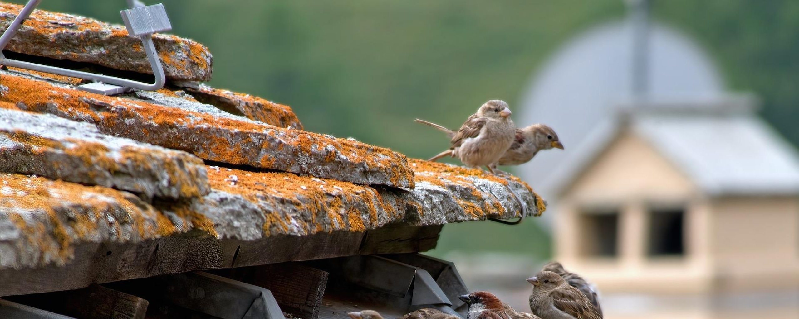 Natuurvriendelijk isoleren