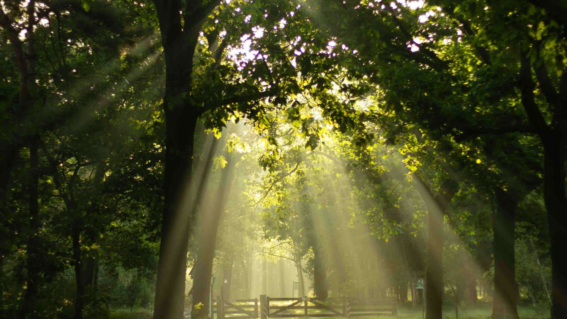 Oss, Nederland