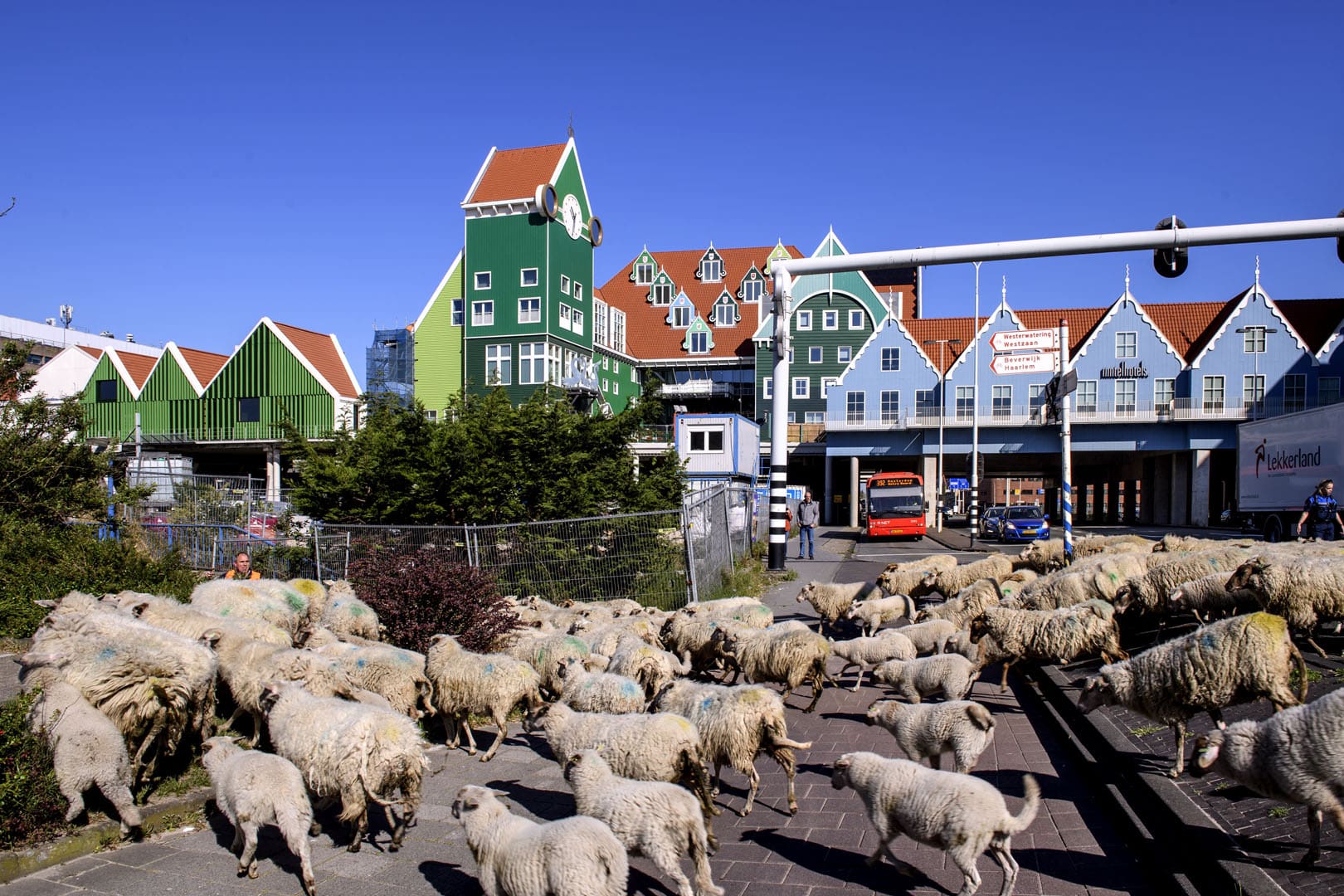 Schapen door centrum Zaandam